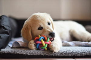 a golden retriever puppy lying down on a dog bed and happily chewing on a toy that looks like a multicolored knot which they are holding with their paws to steady it