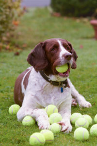 a springer spaniel dog lies in the grass with one tennis ball in their mouth and many tennis balls on the ground around them