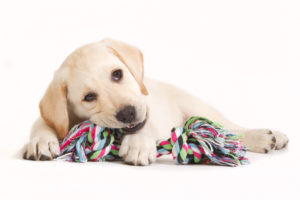 managing puppy behavior: yellow lab puppy chewing on colorful rope toy