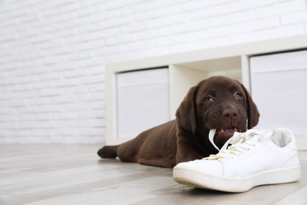 chocolate lab puppy lying down chewing on a white shoe