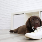 chocolate lab puppy lying down chewing on a white shoe