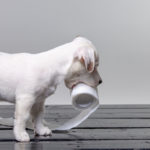 terrier puppy standing in profile holding a roll of toilet paper in their mouth, with the end trailing out of sight